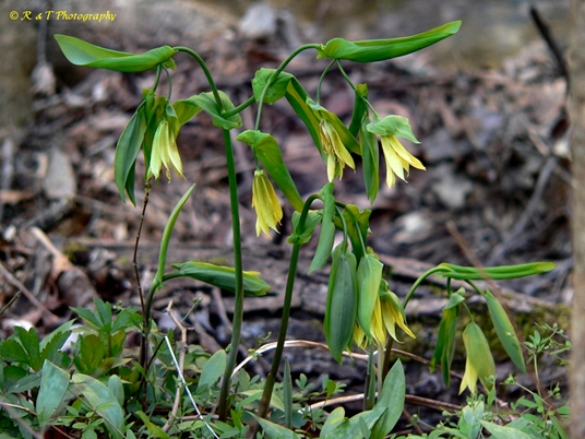 {Uvularia grandiflora}